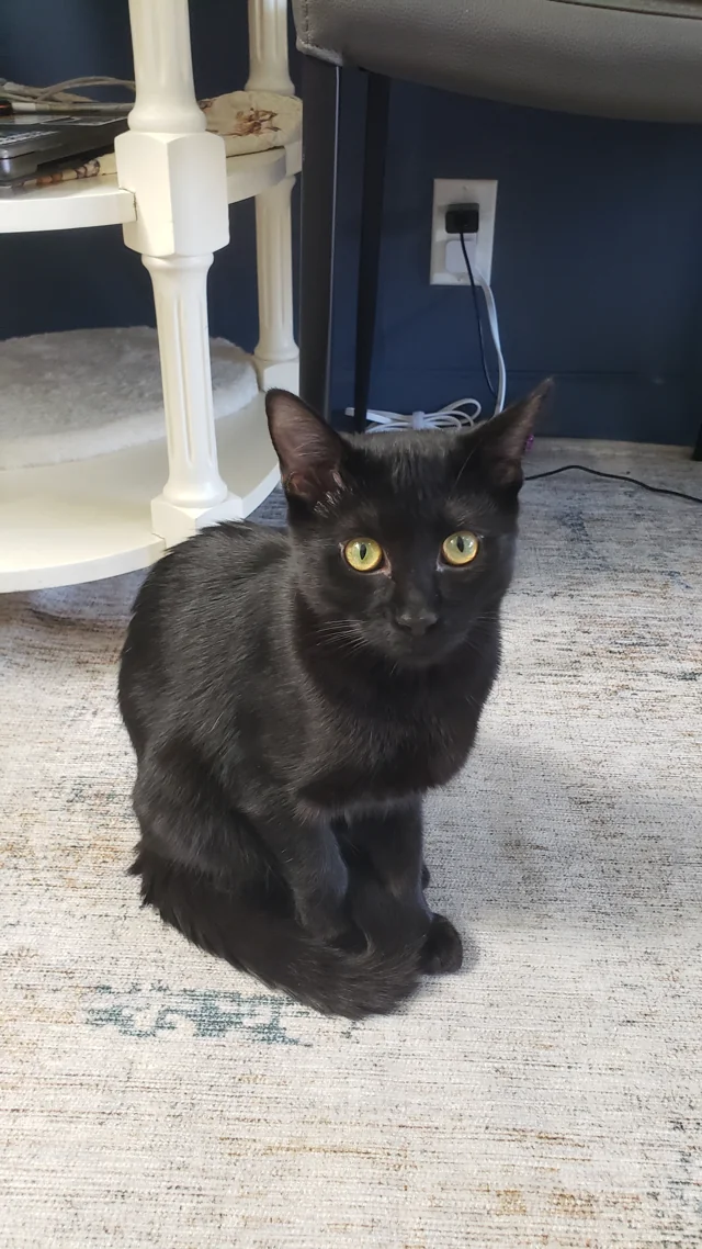 A black cat resting beside a cat tree in the Purrrfect SiP lounge.