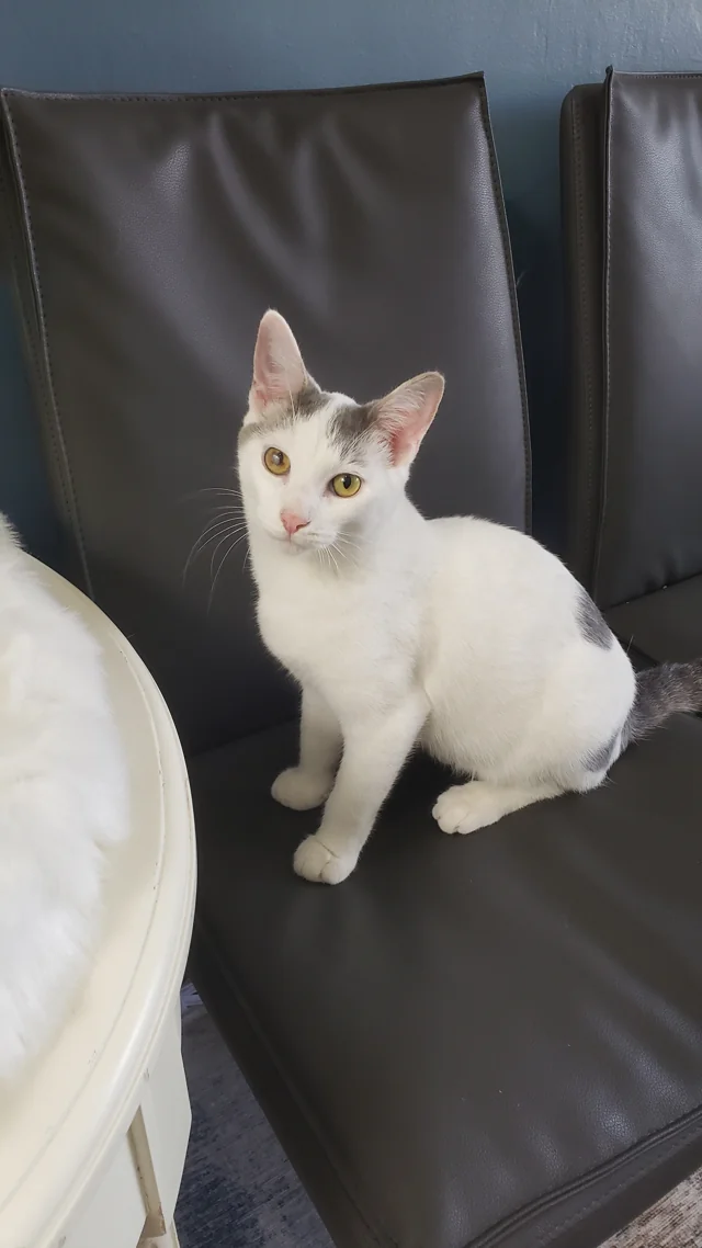 A white-and-grey cat sitting on a lounge chair at Purrrfect SiP Prescott.